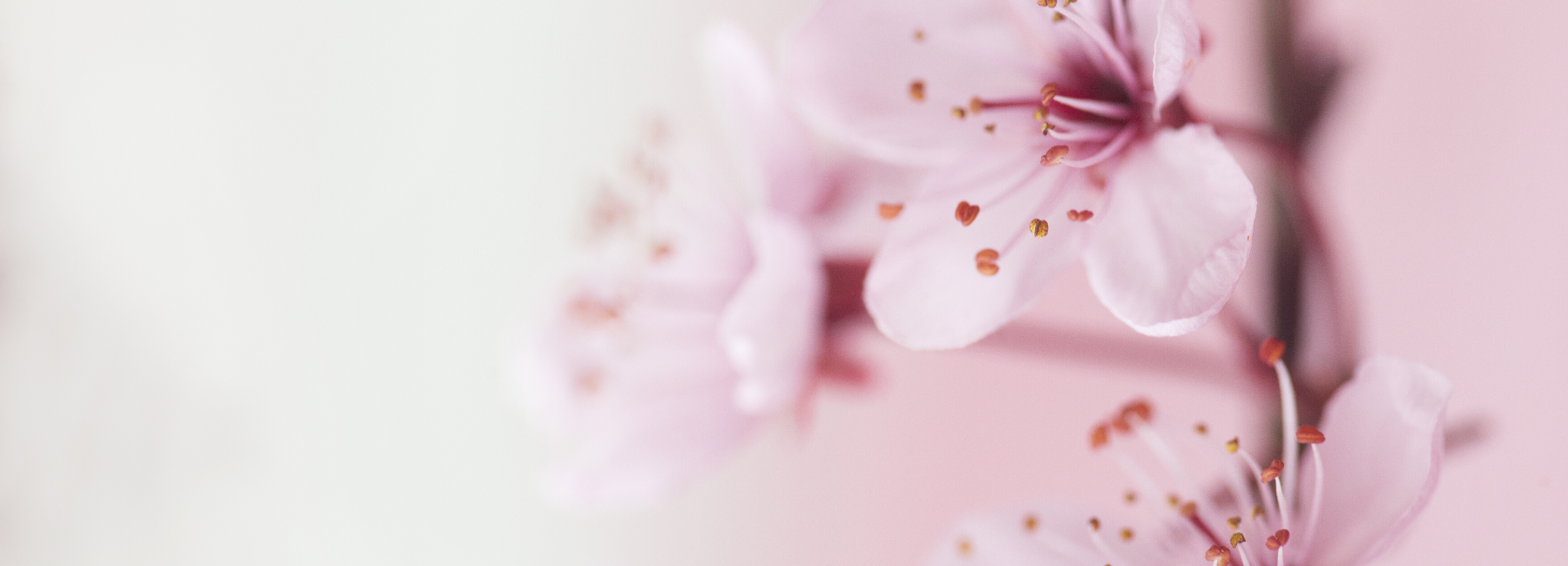 Orchidee als Bild für die Wundversorgung und Pflege 